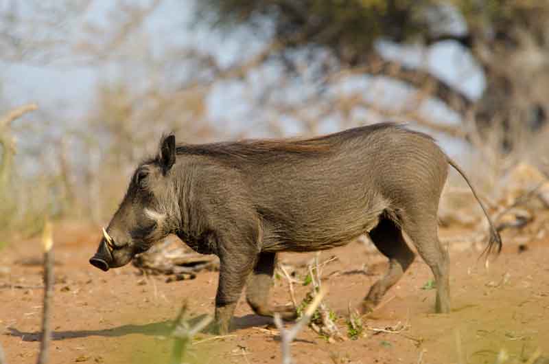 Jabalí - parque nacional de Chobe - Botswana 1.jpg